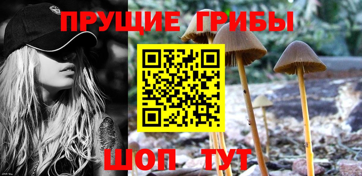 Вязьма  Псилоцибиновые грибы Psilocybine cubensis  Вход с VPN 