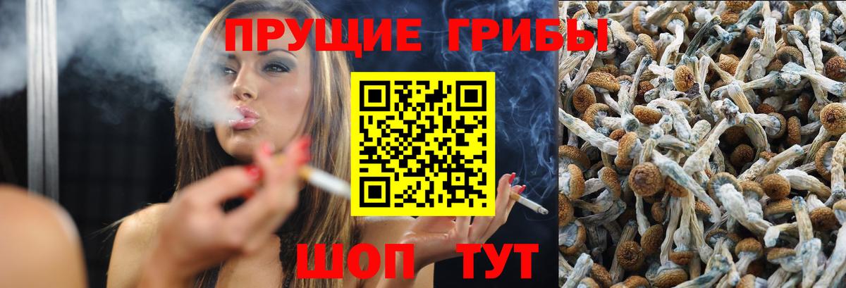 Псилоцибиновые грибы Psilocybine cubensis Вязьма